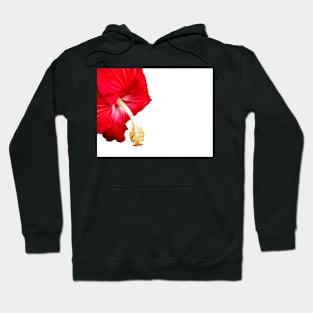 Red hibiscus flower on white. Hoodie